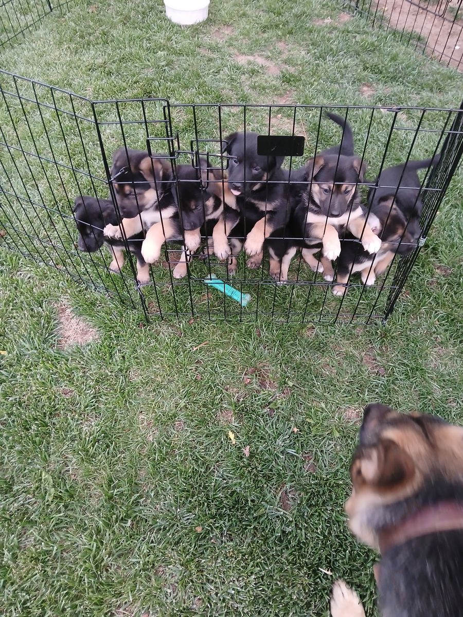 German Shepherd pups for sale