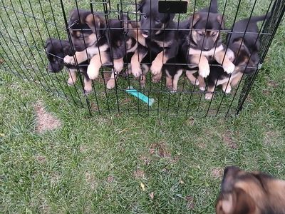 German Shepherd pups for sale
