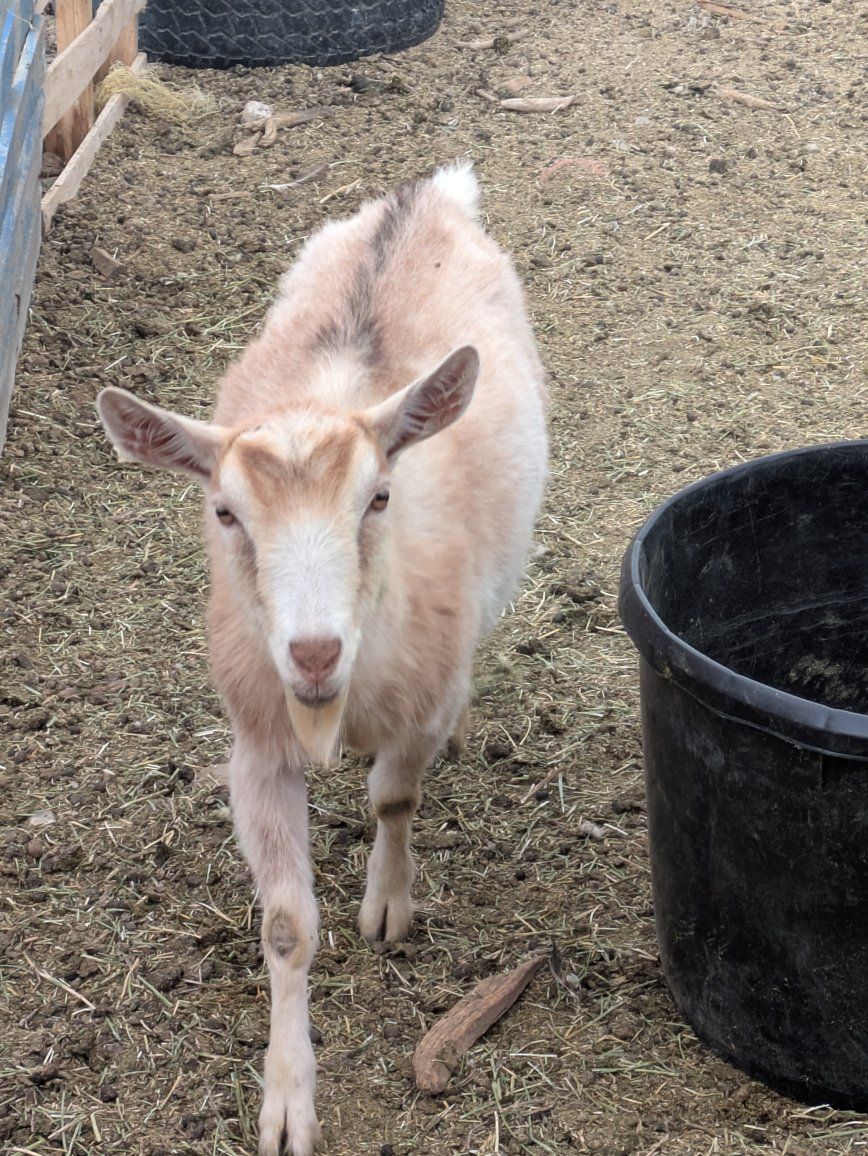 alpine saanen cross. pregnant does