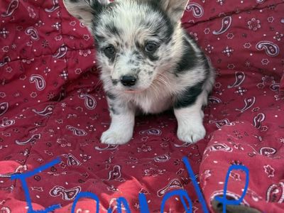 Corgi Puppies