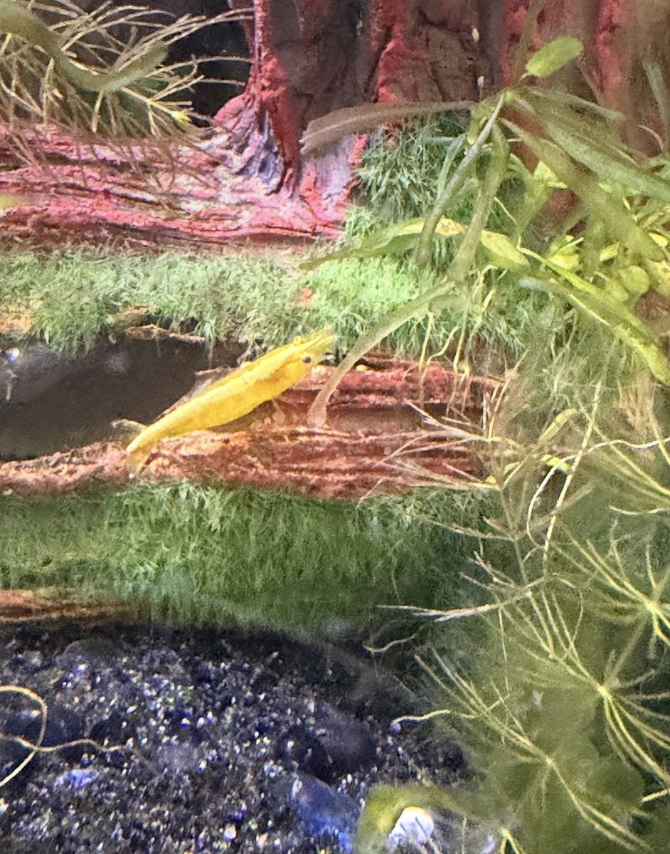 Yellow Shrimp (Neocaridina davidi) -