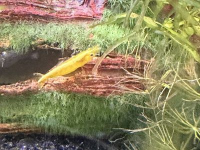 Yellow Shrimp (Neocaridina davidi) -