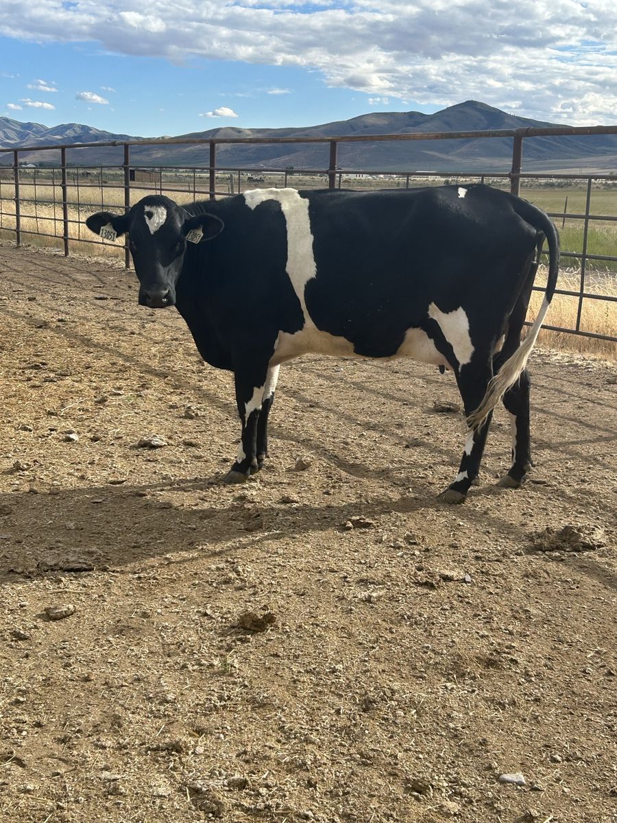 Two year old nurse cows