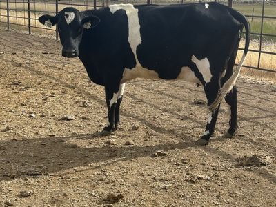 Two year old nurse cows