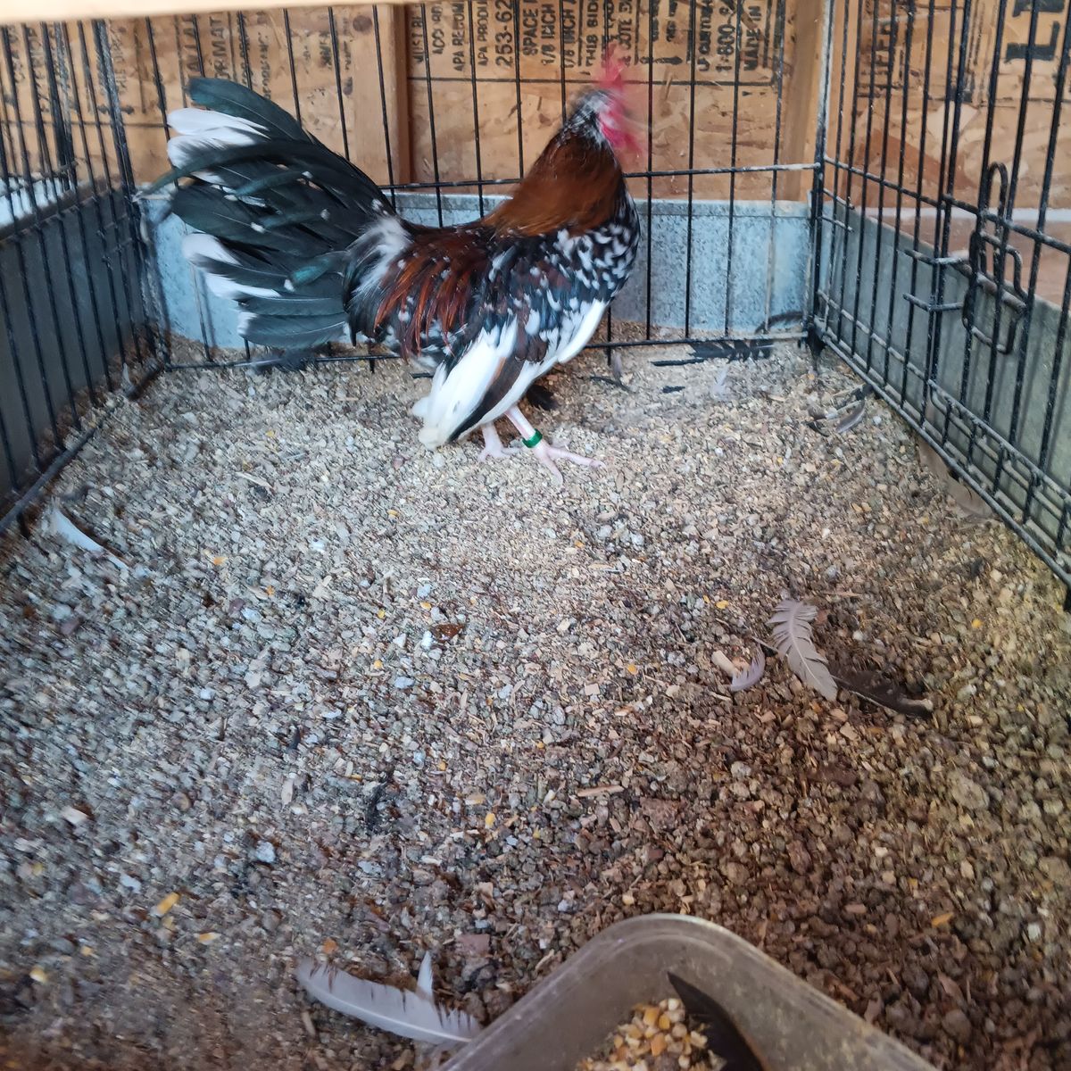 Awesome Aztecas. Have 4 beautiful young azteca roosters for sale