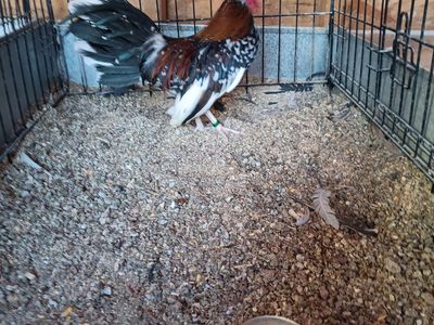 Awesome Aztecas. Have 4 beautiful young azteca roosters for sale