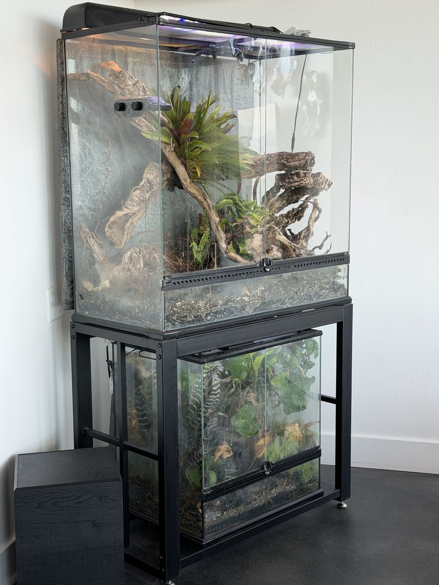 Gold Dust Day Gecko, 2 Exo Terra Terrariums & Metal Stand