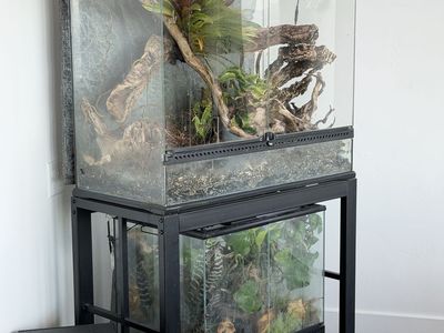 Gold Dust Day Gecko, 2 Exo Terra Terrariums & Metal Stand