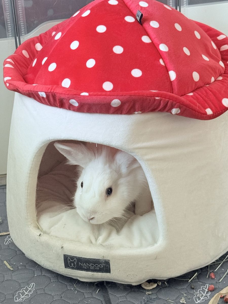 Bonded Pet Rabbits
