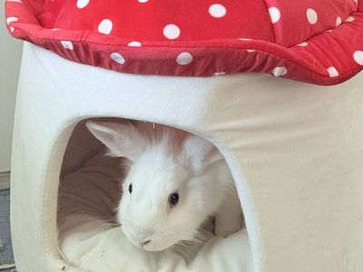 Bonded Pet Rabbits