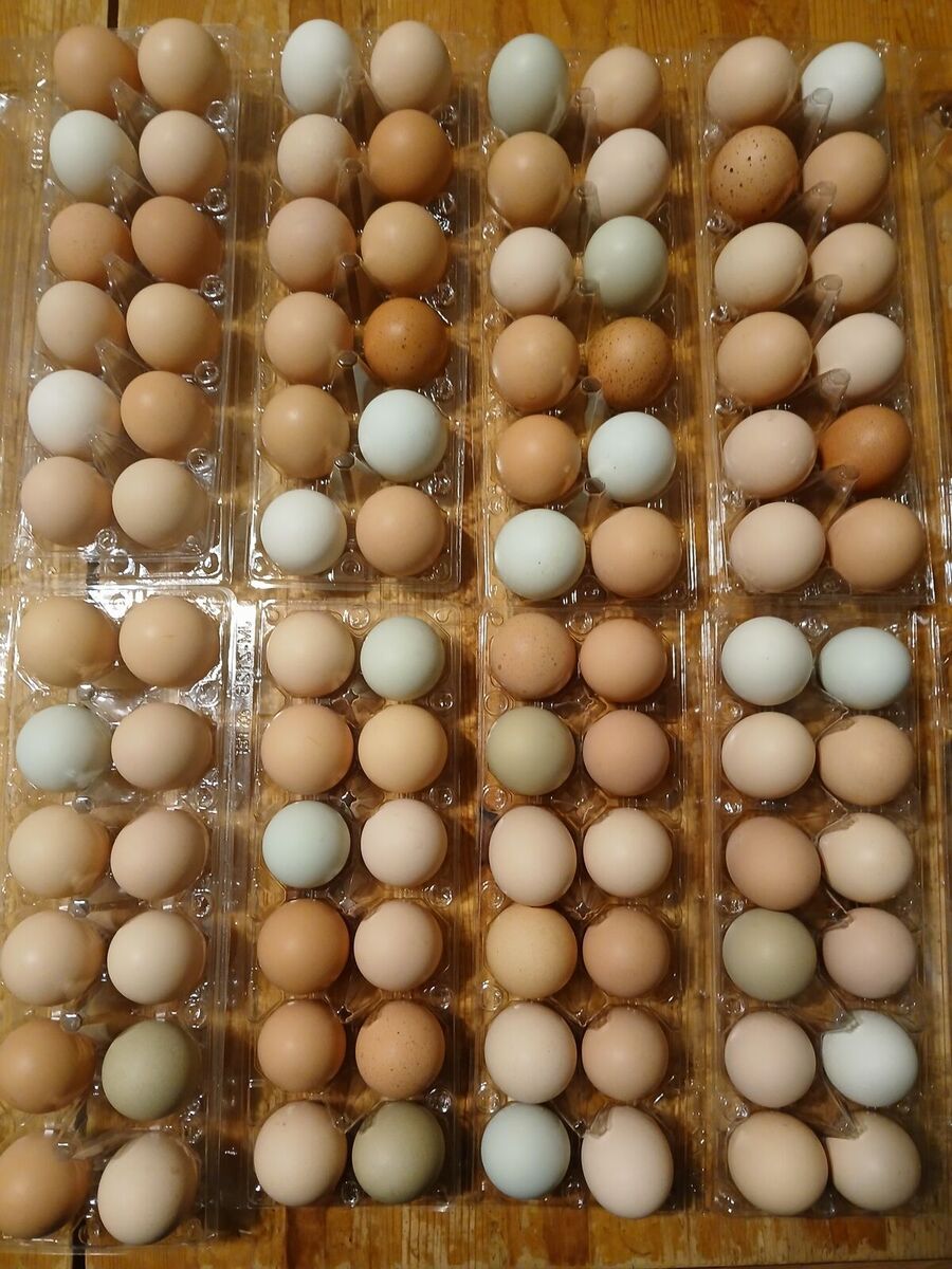 Cage Free Farm Eggs
