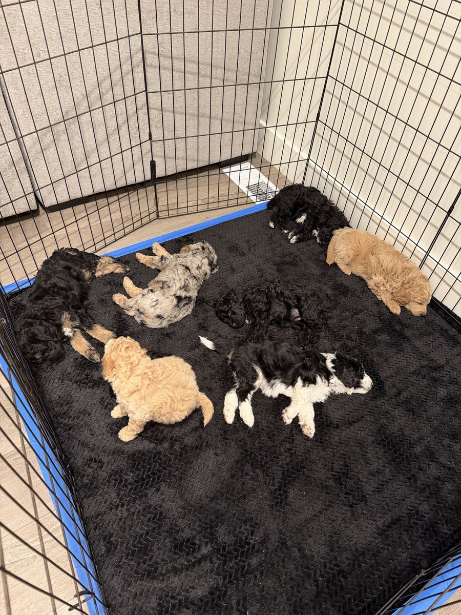 Aussiedoodle Puppies