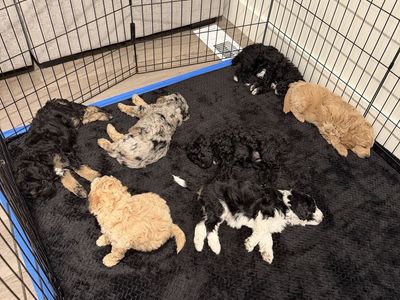 Aussiedoodle Puppies