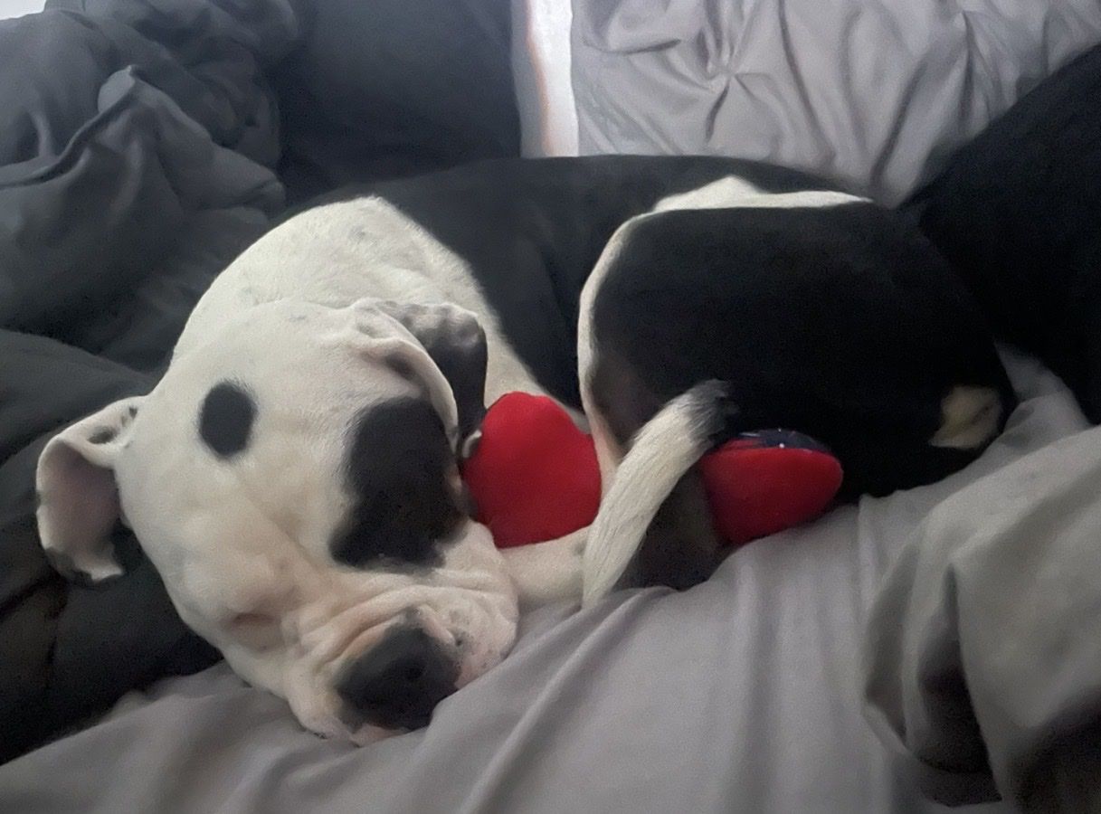 American bulldog