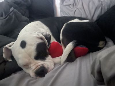 American bulldog