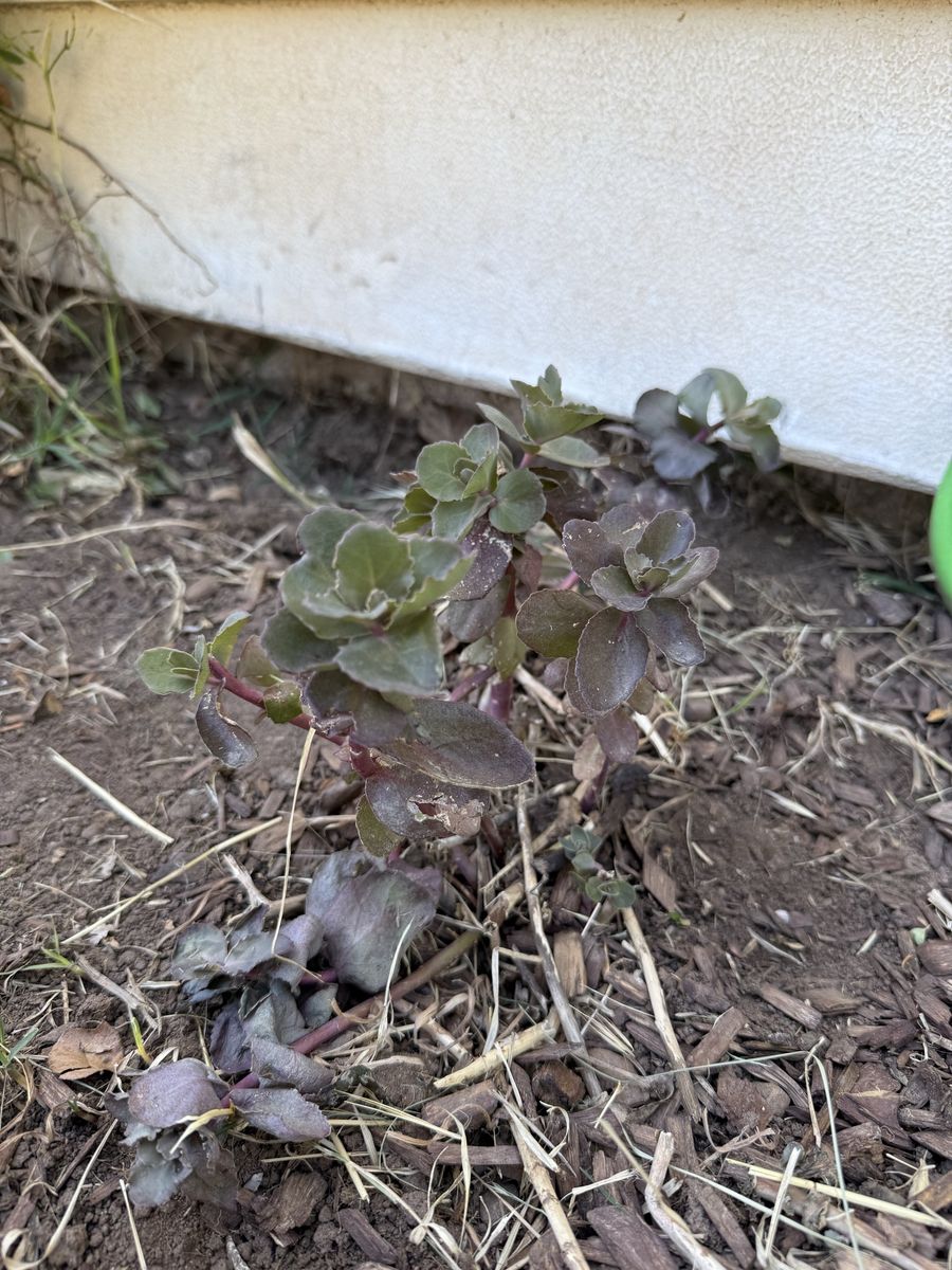 Sedum - Hardy Perennial - Might be ‘Back-in-Black’ Variety