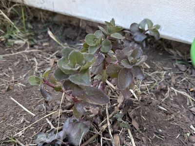 Sedum - Hardy Perennial - Might be ‘Back-in-Black’ Variety