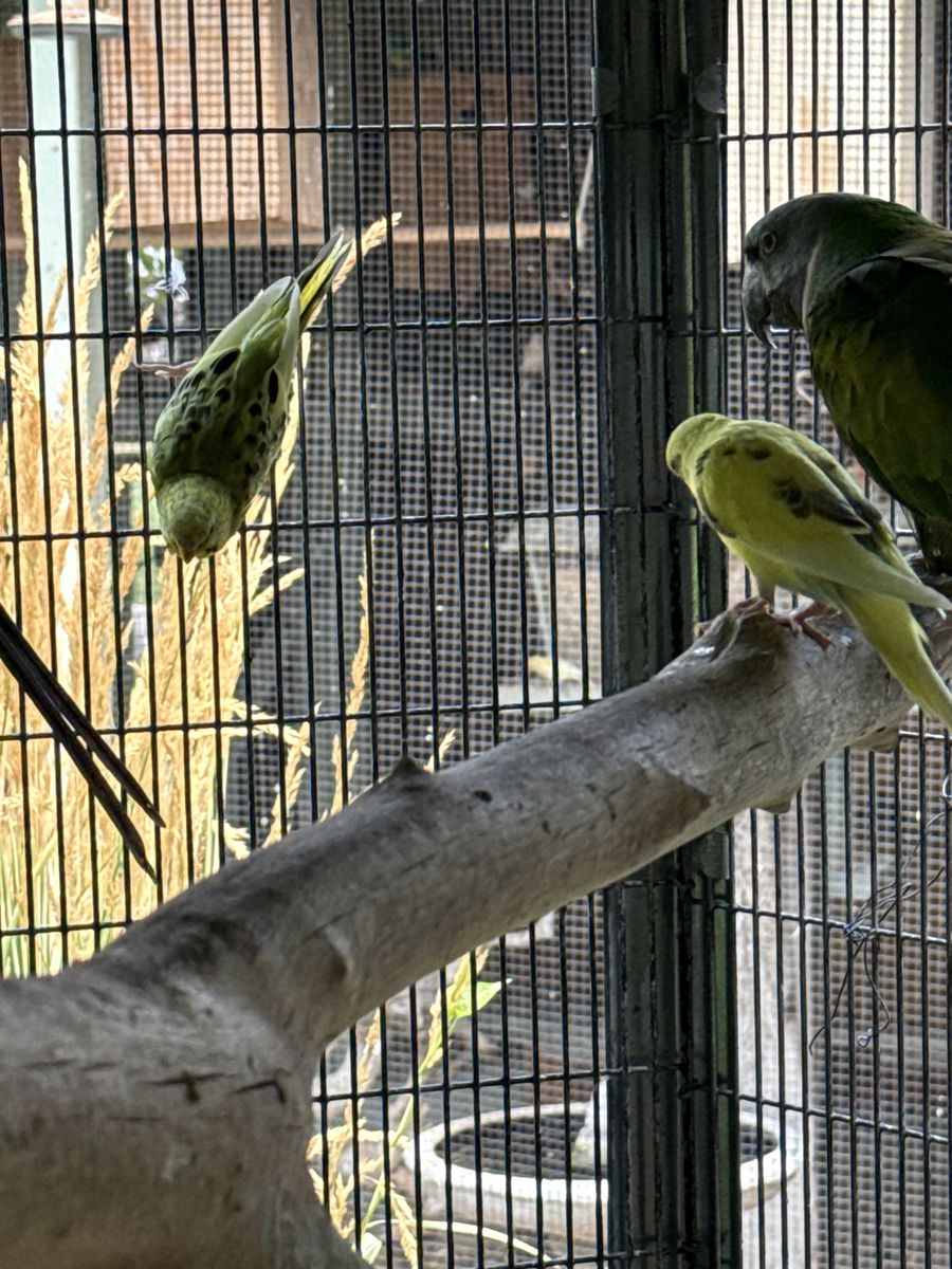 Parakeet’s 