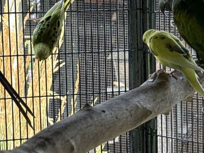 Parakeet’s