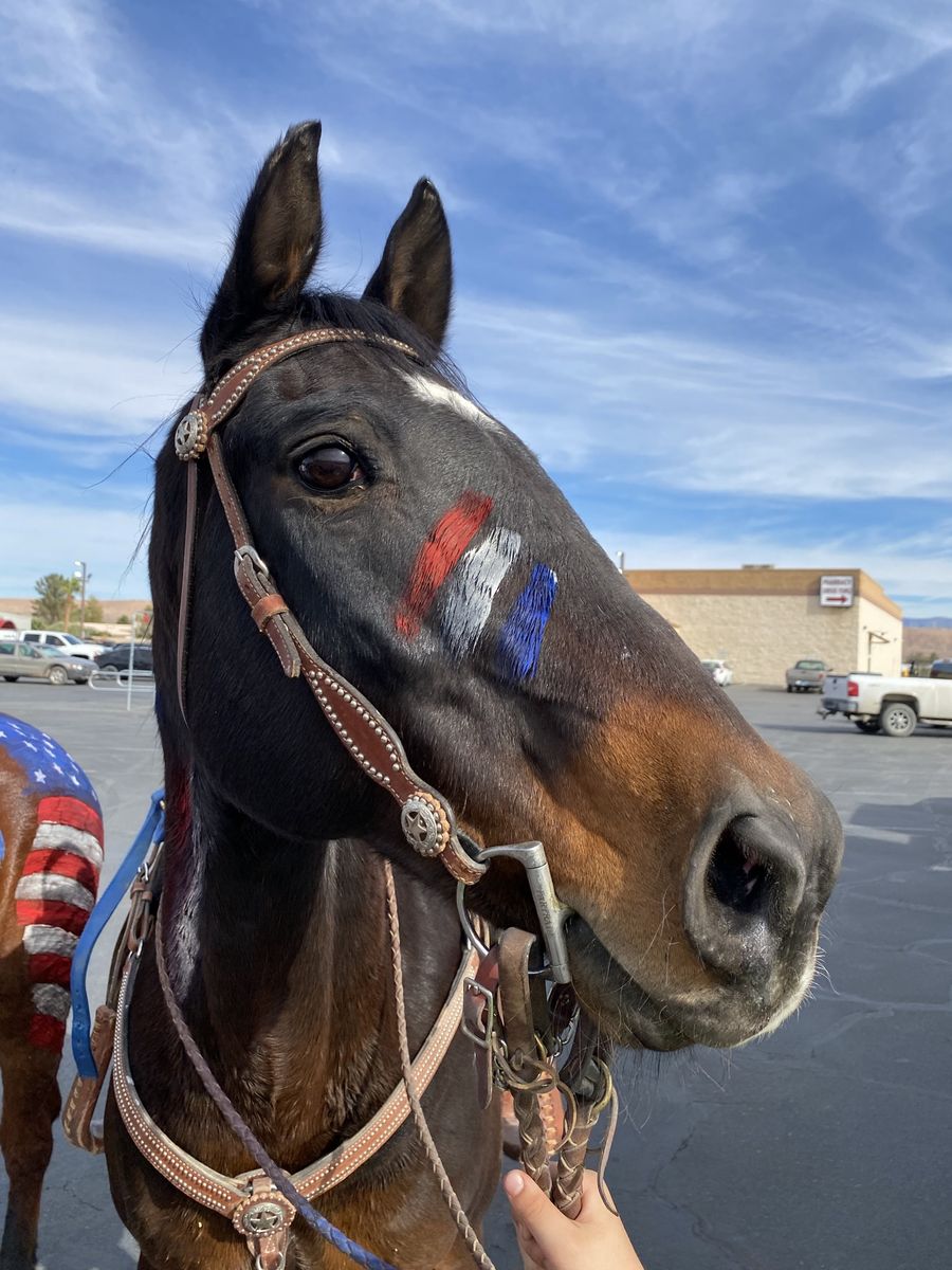 Ranch/rope horse