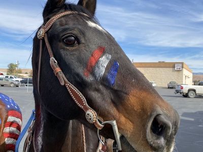Ranch/rope horse