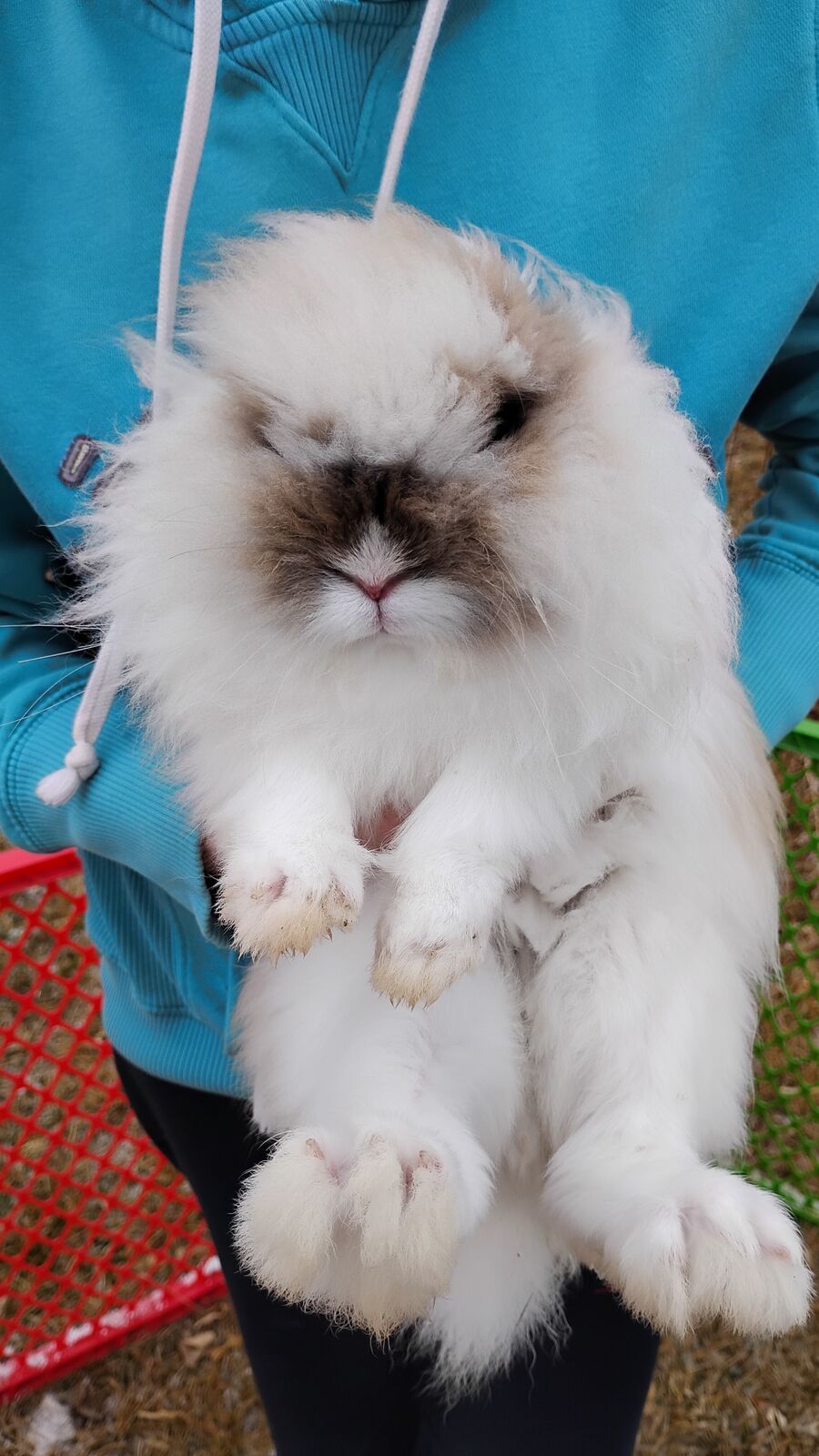 Mini Lionhead Bunny