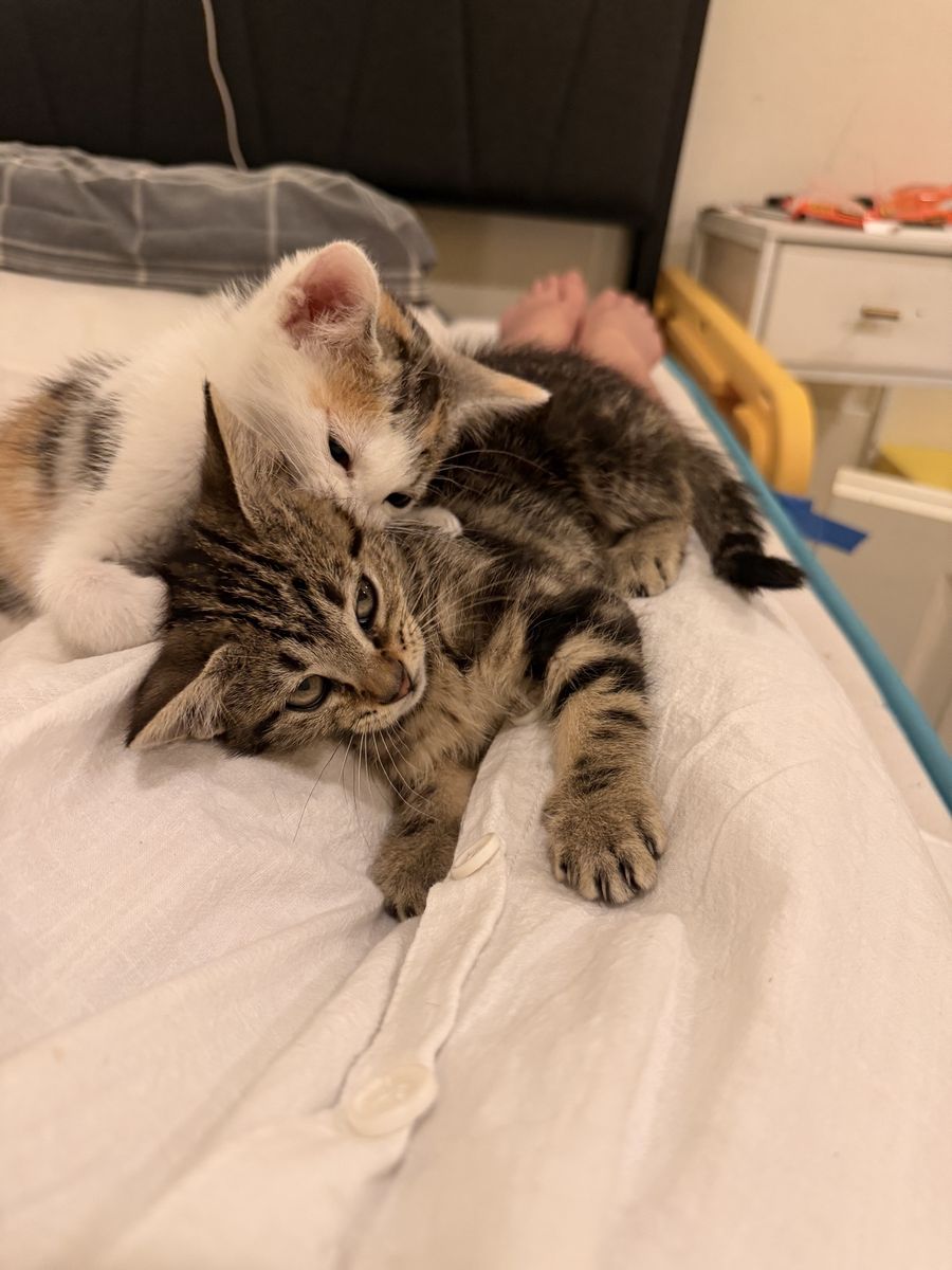 Adorable Kitten Pair Seeking Forever Home - sweet and cuddly