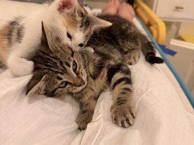Adorable Kitten Pair Seeking Forever Home - sweet and cuddly