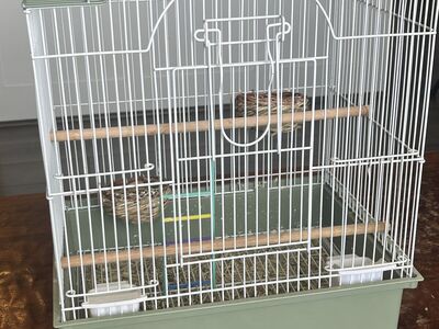 Bird Cage 14"x11"
