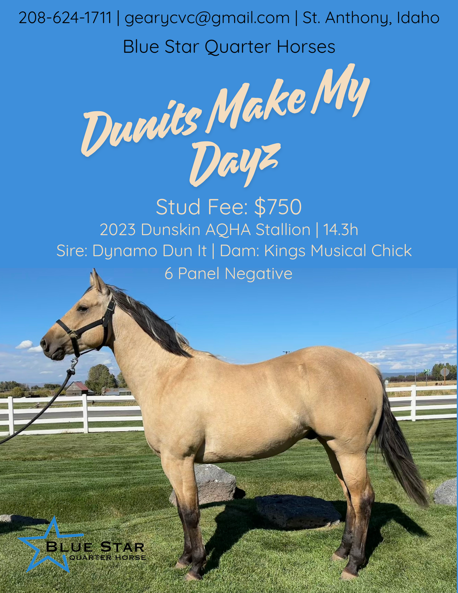 Dunits Make My Dayz 2023 Stallion