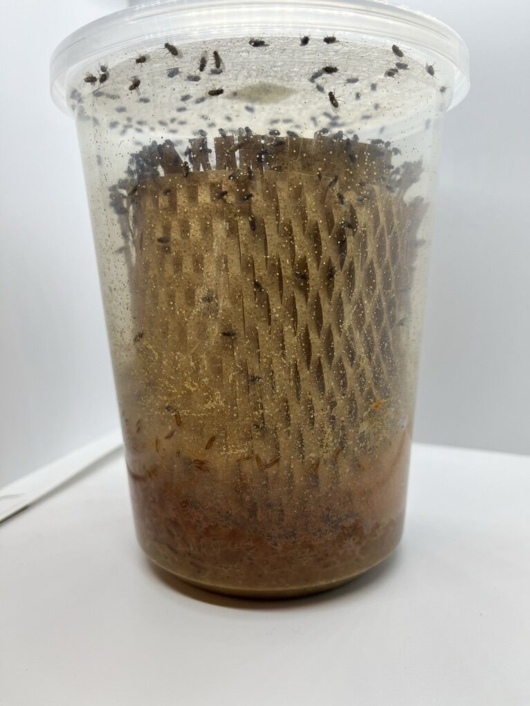 Large And Small Fruit Flies