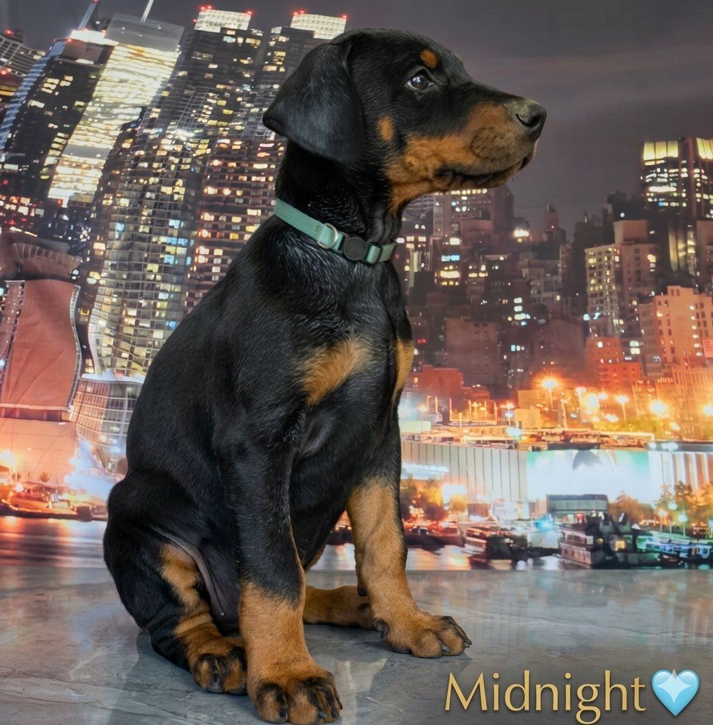 Doberman Puppies - AVAILABLE NOW!