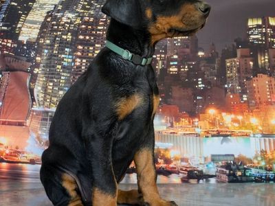 Doberman Puppies - AVAILABLE NOW!