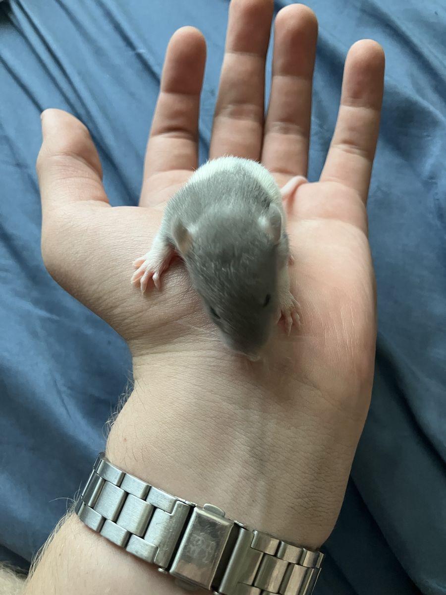 Jumbo Rats