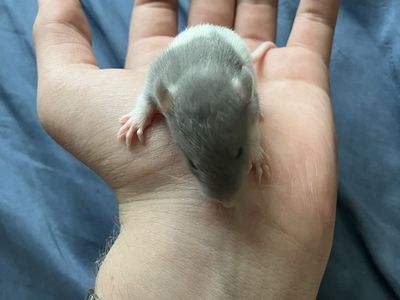 Norwegian Jumbo Rats