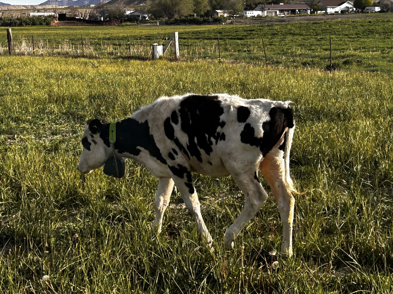 Holestien Heifer