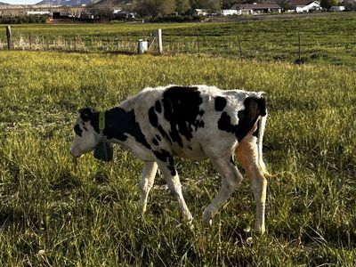 Holestien Heifer