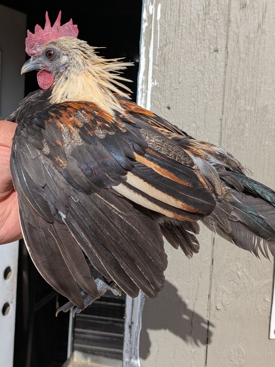 Young Azteca kikiriki blue face roosters