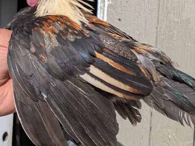 Young Azteca kikiriki blue face roosters