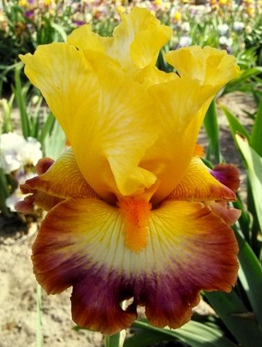 Beautiful Iris Plants--Over 90 Varieties!