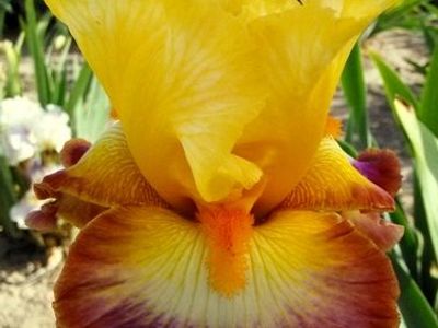 Beautiful Iris Plants--Over 90 Varieties!