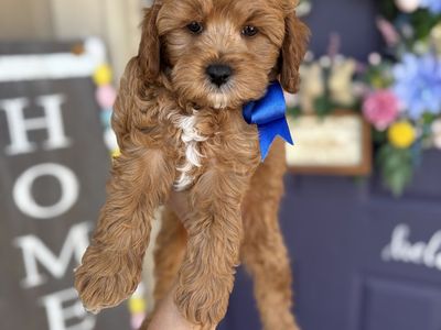 F1b Toy Cavapoo