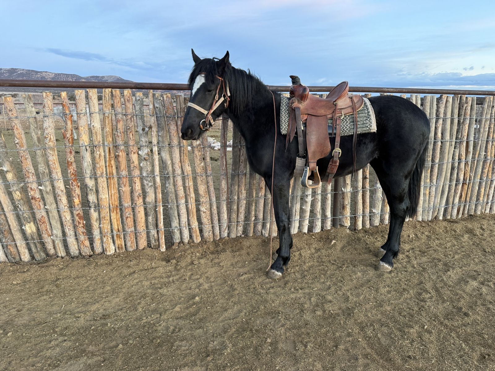 2 y/o Percheron Belgian cross draft filly