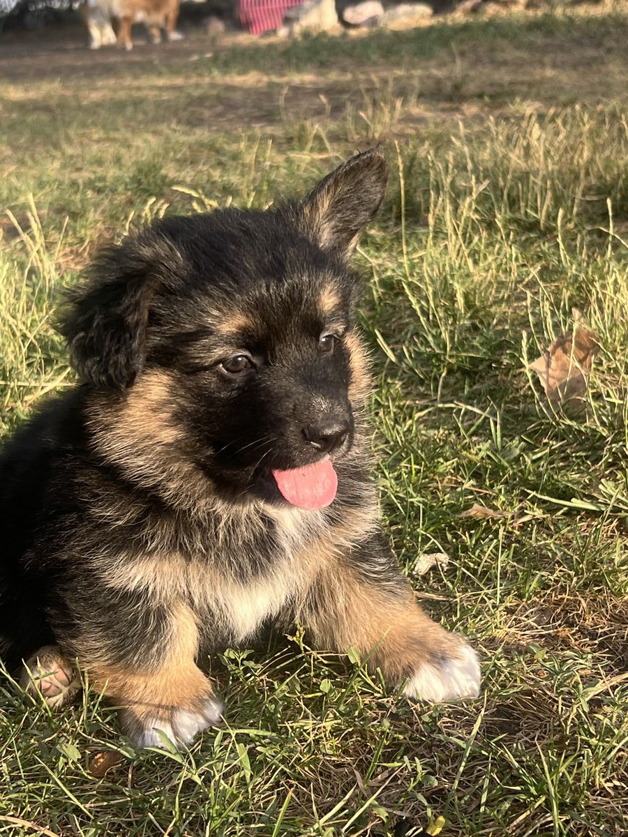 Corman Shepherd Puppies for sale!