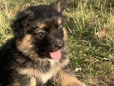 Corman Shepherd Puppies for sale!