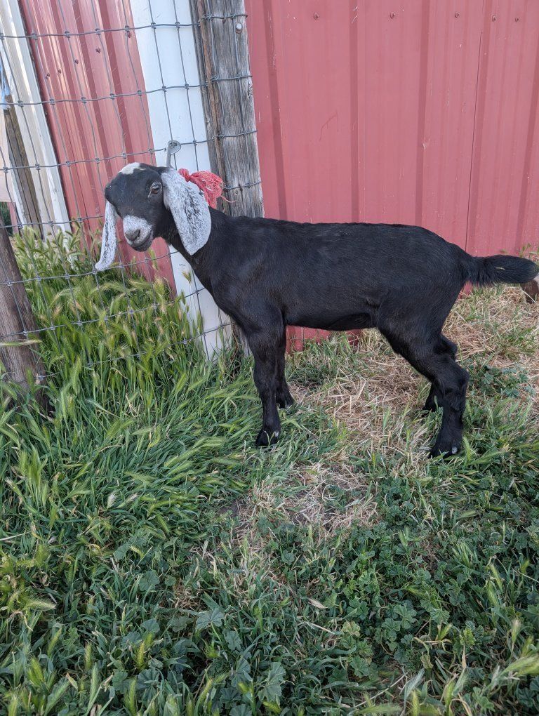 Registered American Nubian Doe Kid For Sale