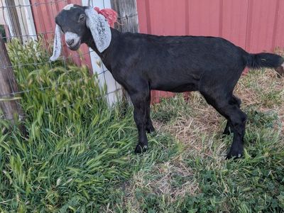 Registered American Nubian Doe Kid For Sale