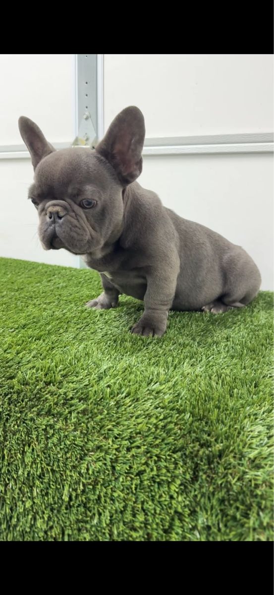 French Bulldog Puppy