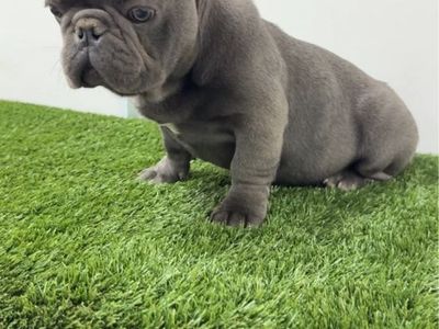 French Bulldog Puppy