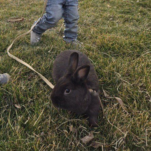 chocolate Polish Rabbit - Domestic Pet, Well-Trained, Playful Companion for Families